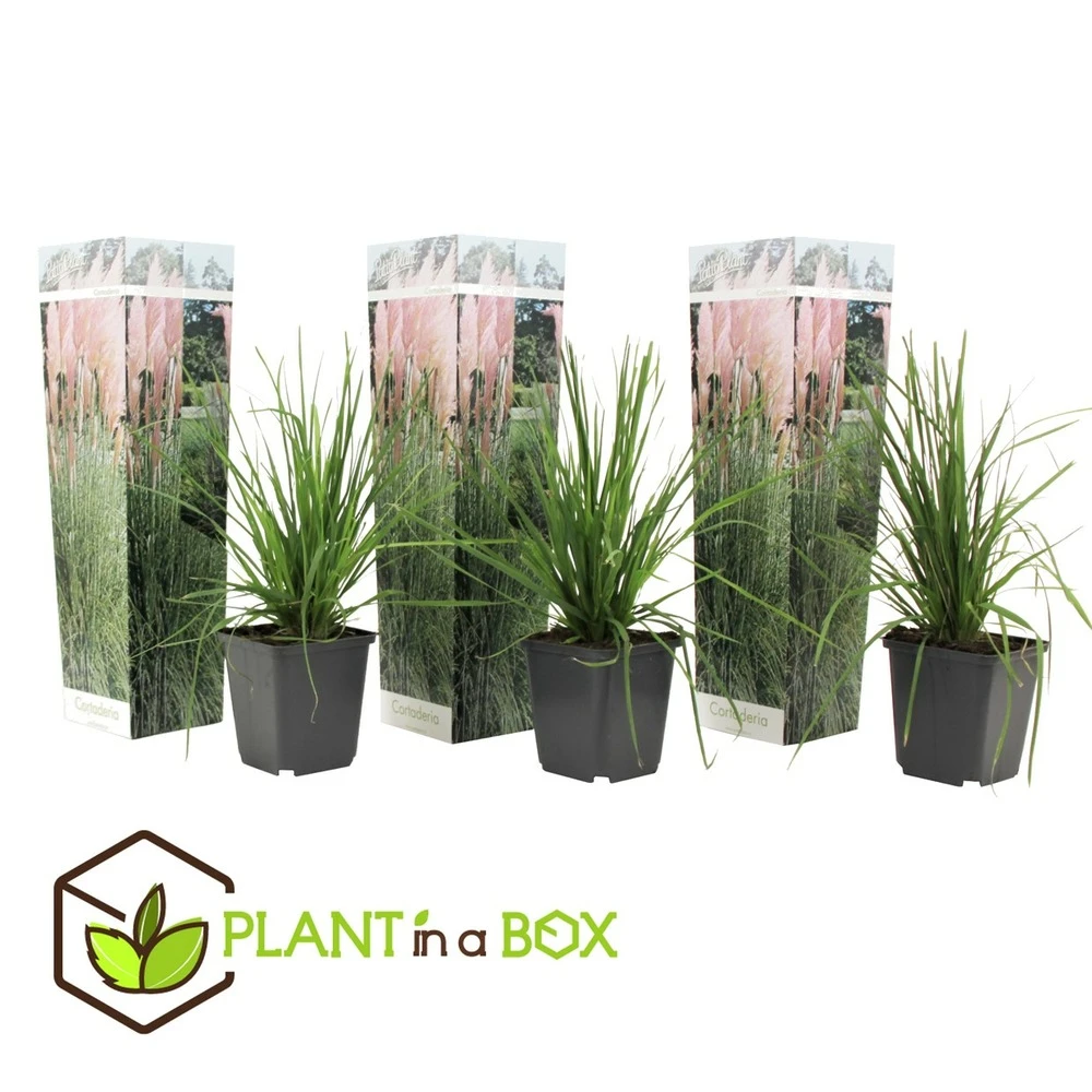 Cortaderia Selloana - Set De 3 - La Pampa - Rose - Pot 9cm - Hauteur 25-40cm 4 Cortaderia Selloana - Set De 3 - La Pampa - Rose - Pot 9cm - Hauteur 25-40cm – Image 2