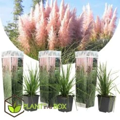 Cortaderia Selloana - Set De 3 - La Pampa - Rose - Pot 9cm - Hauteur 25-40cm 8 Cortaderia Selloana - Set De 3 - La Pampa - Rose - Pot 9cm - Hauteur 25-40cm -Terre et Verdure 6426d369ed3477.62160885