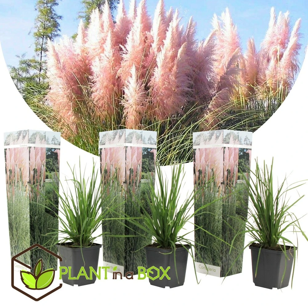 Cortaderia Selloana - Set De 3 - La Pampa - Rose - Pot 9cm - Hauteur 25-40cm 5 Cortaderia Selloana - Set De 3 - La Pampa - Rose - Pot 9cm - Hauteur 25-40cm – Image 3