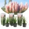 Cortaderia Selloana - Set De 3 - La Pampa - Rose - Pot 9cm - Hauteur 25-40cm 1 Cortaderia Selloana - Set De 3 - La Pampa - Rose - Pot 9cm - Hauteur 25-40cm -Terre et Verdure 6426d369f1e581.81219412