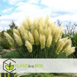 Cortaderia Selloana - Set De 3 - La Pampa - Blanc - Pot 9cm - Hauteur 25-40cm -Terre et Verdure 6426d36bc2a668.31887290