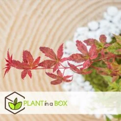 Acer Palmatum 'beni Maiko' - érable Du Japon - Pot 19cm - Hauteur 60-70cm -Terre et Verdure 6426d375c7d192.60013909