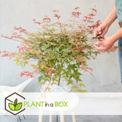 Acer Palmatum 'beni Maiko' - érable Du Japon - Pot 19cm - Hauteur 60-70cm -Terre et Verdure 6426d375d1a313.38780890