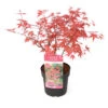 Acer Palmatum 'beni Maiko' - érable Du Japon - Pot 19cm - Hauteur 60-70cm -Terre et Verdure 6426d375d96087.09576645