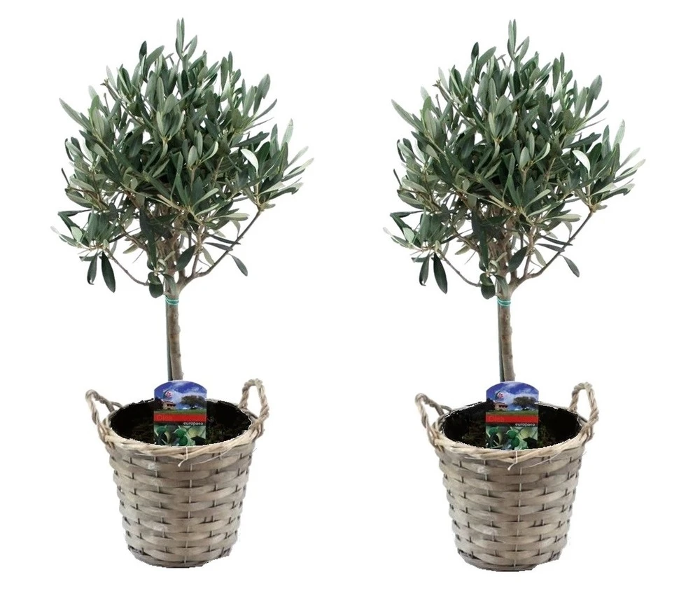 Olea Europaea - Set De 2 - D'olivier Dans Un Panier - Pot 14cm - Hauteur 45-55cm 3 Olea Europaea - Set De 2 - D'olivier Dans Un Panier - Pot 14cm - Hauteur 45-55cm