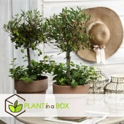 Olea Europaea - Set De 2 - D'olivier Dans Un Panier - Pot 14cm - Hauteur 45-55cm 7 Olea Europaea - Set De 2 - D'olivier Dans Un Panier - Pot 14cm - Hauteur 45-55cm -Terre et Verdure 6426d381af5da1.69086577