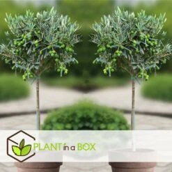 Olea Europaea - Set De 2 - D'olivier Dans Un Panier - Pot 14cm - Hauteur 45-55cm 9 Olea Europaea - Set De 2 - D'olivier Dans Un Panier - Pot 14cm - Hauteur 45-55cm -Terre et Verdure 6426d381b49471.23857350