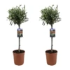 Olea Europaea - Olivier Sur Tige - Set De 2 - Pot 19cm - Hauteur 80-90cm -Terre et Verdure 6426d38265dcf0.74765291