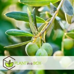 Olea Europaea - Olivier Rustique Sur Tige - Pot 21cm - Hauteur 90-100cm -Terre et Verdure 6426d382deb009.92100906