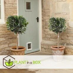 Olea Europaea - Olivier Rustique Sur Tige - Pot 21cm - Hauteur 90-100cm -Terre et Verdure 6426d382e2f8e4.26607915