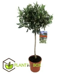 Olea Europaea - Olivier Rustique Sur Tige - Pot 21cm - Hauteur 90-100cm -Terre et Verdure 6426d382ef0902.57259423