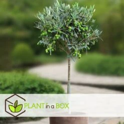 Olea Europaea - Olivier Rustique Sur Tige - Pot 19cm - Hauteur 80-90cm -Terre et Verdure 6426d383827b69.56892104