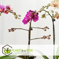 Phalaenopsis Multiflora - Orchidée Pourpre - Pot 12cm - Hauteur 35-45cm -Terre et Verdure 6426d60ae63df7.98128875