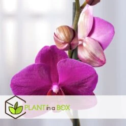 Phalaenopsis Multiflora - Orchidée Pourpre - Pot 12cm - Hauteur 35-45cm -Terre et Verdure 6426d60b053594.26028170