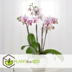 Phalaenopsis Multiflora - Orchidée Rose - Pot 12cm - Hauteur 35-45cm 8 Phalaenopsis Multiflora - Orchidée Rose - Pot 12cm - Hauteur 35-45cm -Terre et Verdure 6426d60b6b23d5.44197038