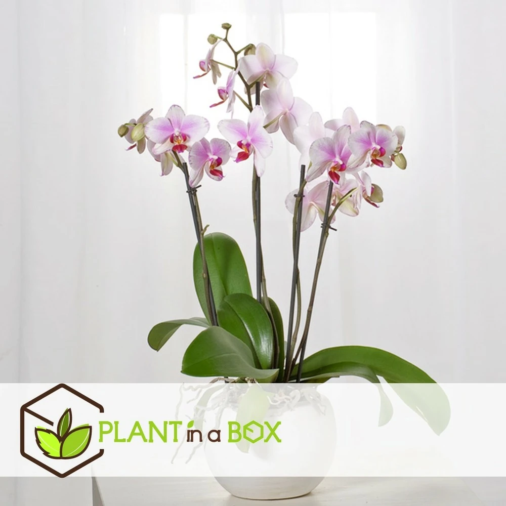 Phalaenopsis Multiflora - Orchidée Rose - Pot 12cm - Hauteur 35-45cm 5 Phalaenopsis Multiflora - Orchidée Rose - Pot 12cm - Hauteur 35-45cm – Image 3