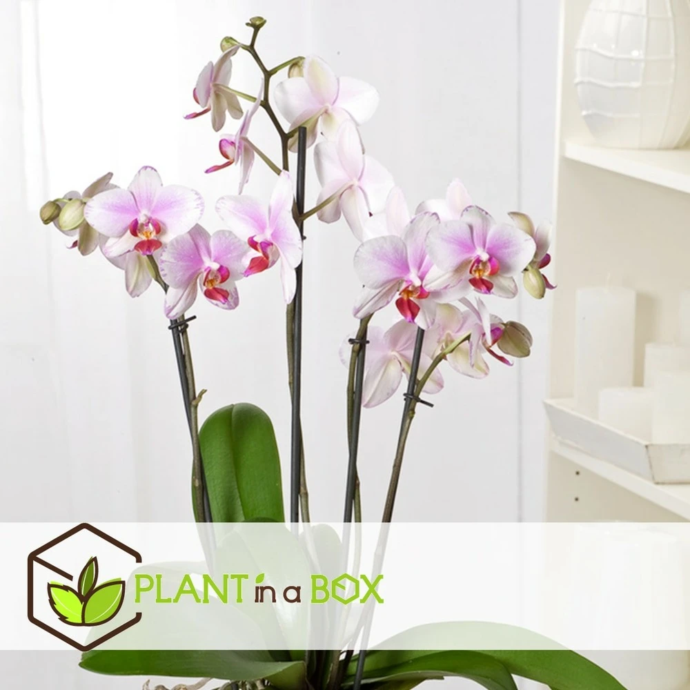 Phalaenopsis Multiflora - Orchidée Rose - Pot 12cm - Hauteur 35-45cm 6 Phalaenopsis Multiflora - Orchidée Rose - Pot 12cm - Hauteur 35-45cm – Image 4