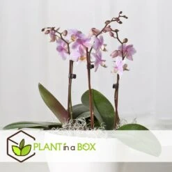 Phalaenopsis Multiflora - Orchidée Rose - Pot 12cm - Hauteur 35-45cm 7 Phalaenopsis Multiflora - Orchidée Rose - Pot 12cm - Hauteur 35-45cm -Terre et Verdure 6426d60b7c21f4.26692168
