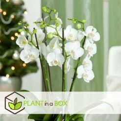 Phalaenopsis Multiflora - Orchidée Blanc - Pot 12cm - Hauteur 35-45cm -Terre et Verdure 6426d60c268081.57320546