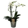 Phalaenopsis Multiflora - Orchidée Blanc - Pot 12cm - Hauteur 35-45cm -Terre et Verdure 6426d60c2b9292.83014456