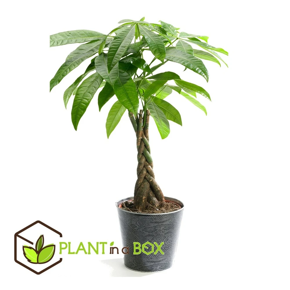 Pachira Aquatica - "money Tree" - Pot 17cm - Hauteur 60-70cm 4 Pachira Aquatica - "money Tree" - Pot 17cm - Hauteur 60-70cm – Image 2