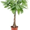 Pachira Aquatica - "money Tree" - Pot 17cm - Hauteur 60-70cm 1 Pachira Aquatica - "money Tree" - Pot 17cm - Hauteur 60-70cm -Terre et Verdure 6426d6111f6211.00785994