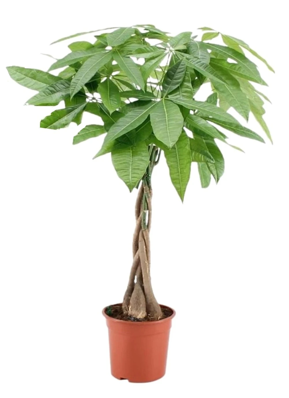 Pachira Aquatica - "money Tree" - Pot 17cm - Hauteur 60-70cm 3 Pachira Aquatica - "money Tree" - Pot 17cm - Hauteur 60-70cm