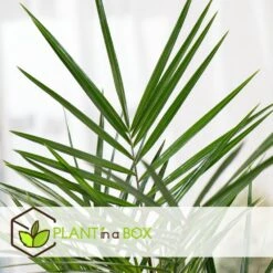 Phoenix Canariensis - Palmier Dattier - Pot 19cm - Hauteur 80-100cm 8 Phoenix Canariensis - Palmier Dattier - Pot 19cm - Hauteur 80-100cm -Terre et Verdure 6426d611c7d867.88090118