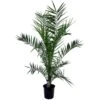 Phoenix Canariensis - Palmier Dattier - Pot 19cm - Hauteur 80-100cm 2 Phoenix Canariensis - Palmier Dattier - Pot 19cm - Hauteur 80-100cm -Terre et Verdure 6426d611ccb7b4.95453889