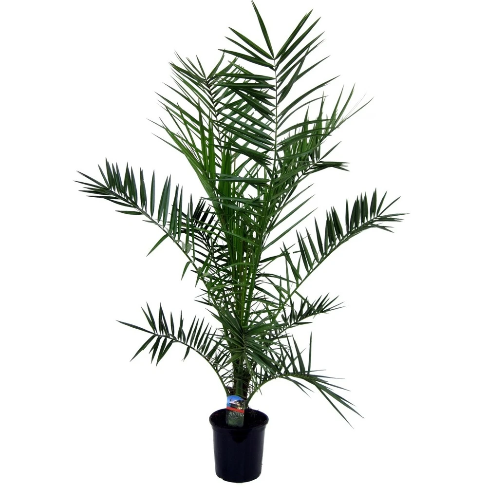 Phoenix Canariensis - Palmier Dattier - Pot 19cm - Hauteur 80-100cm 3 Phoenix Canariensis - Palmier Dattier - Pot 19cm - Hauteur 80-100cm