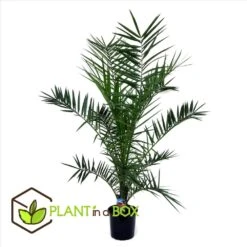 Phoenix Canariensis - Palmier Dattier - Pot 19cm - Hauteur 80-100cm 7 Phoenix Canariensis - Palmier Dattier - Pot 19cm - Hauteur 80-100cm -Terre et Verdure 6426d611d07ee2.30671539