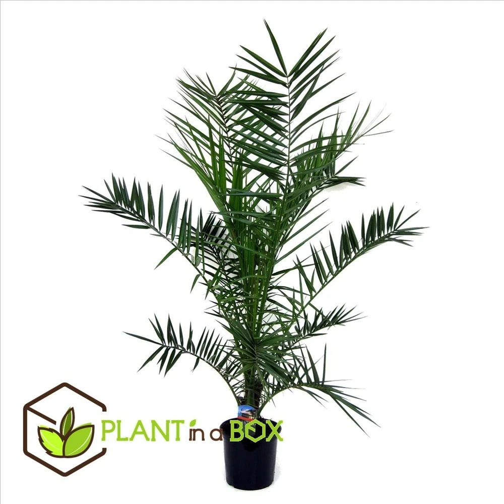 Phoenix Canariensis - Palmier Dattier - Pot 19cm - Hauteur 80-100cm 4 Phoenix Canariensis - Palmier Dattier - Pot 19cm - Hauteur 80-100cm – Image 2