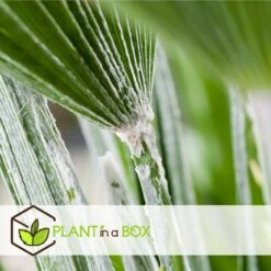 Chamaerops Humilis - Set De 2 - Palmier - Pot 15cm - Hauteur 50-60cm 9 Chamaerops Humilis - Set De 2 - Palmier - Pot 15cm - Hauteur 50-60cm -Terre et Verdure 6426d61279d5a9.65125664