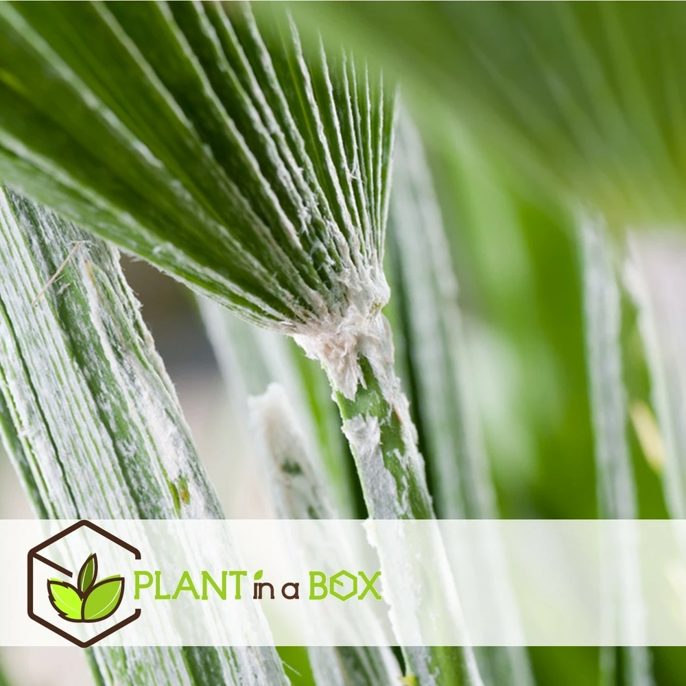 Chamaerops Humilis - Set De 2 - Palmier - Pot 15cm - Hauteur 50-60cm 6 Chamaerops Humilis - Set De 2 - Palmier - Pot 15cm - Hauteur 50-60cm – Image 4