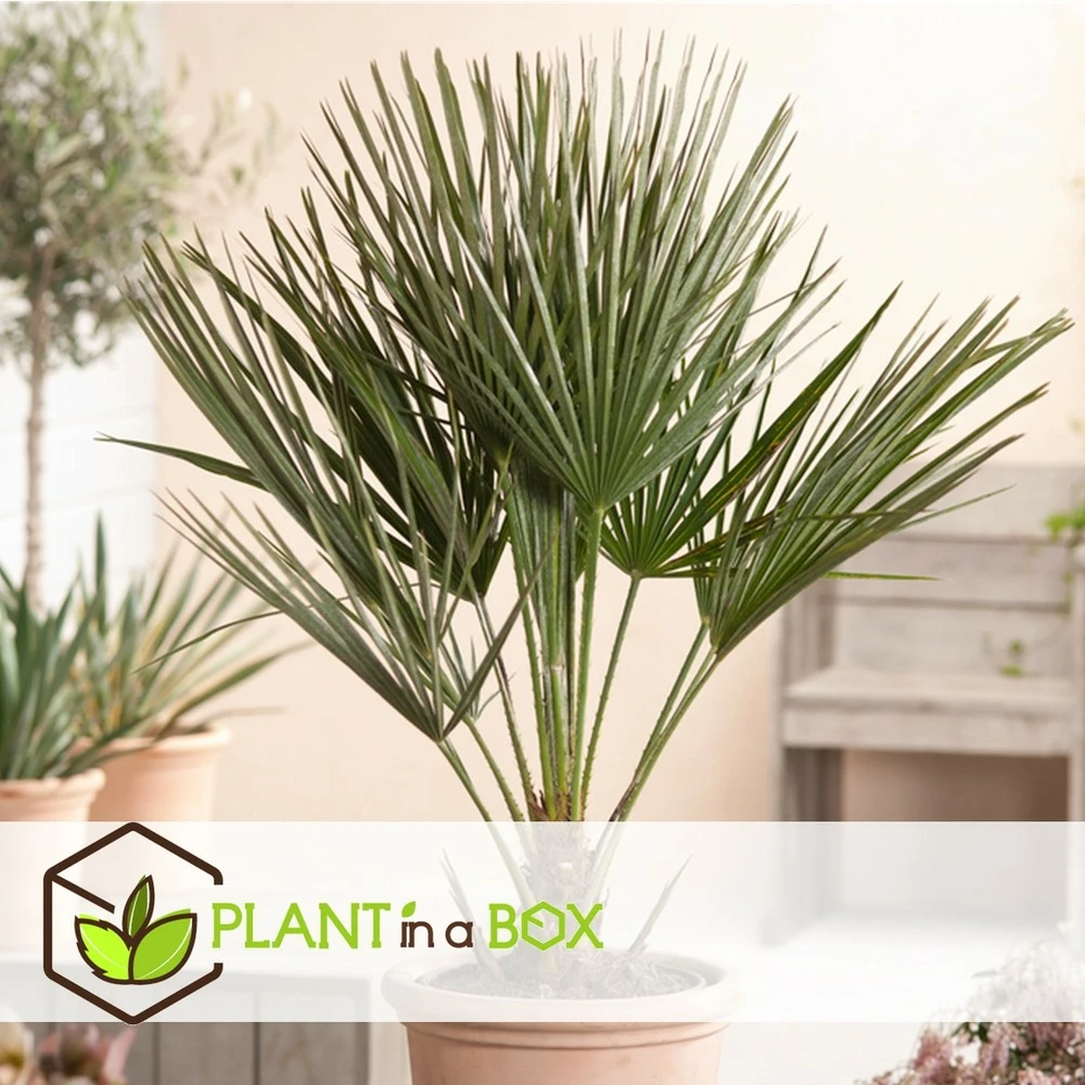Chamaerops Humilis - Set De 2 - Palmier - Pot 15cm - Hauteur 50-60cm 5 Chamaerops Humilis - Set De 2 - Palmier - Pot 15cm - Hauteur 50-60cm – Image 3