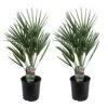 Chamaerops Humilis - Set De 2 - Palmier - Pot 15cm - Hauteur 50-60cm -Terre et Verdure 6426d61287fa73.58893329
