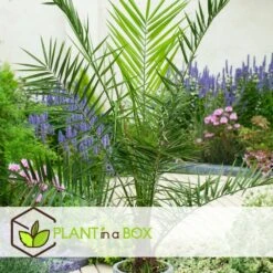 Phoenix Canariensis - Set De 2 - Palmier Dattier - Pot 19cm - Hauteur 80-100cm 9 Phoenix Canariensis - Set De 2 - Palmier Dattier - Pot 19cm - Hauteur 80-100cm -Terre et Verdure 6426d613b7aa14.20735291