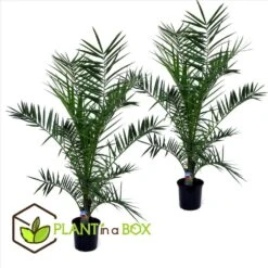 Phoenix Canariensis - Set De 2 - Palmier Dattier - Pot 19cm - Hauteur 80-100cm 7 Phoenix Canariensis - Set De 2 - Palmier Dattier - Pot 19cm - Hauteur 80-100cm -Terre et Verdure 6426d613c128b7.17888467