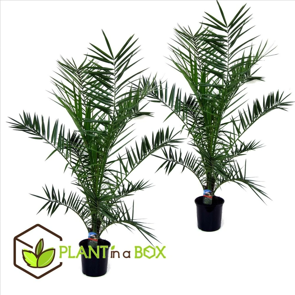 Phoenix Canariensis - Set De 2 - Palmier Dattier - Pot 19cm - Hauteur 80-100cm 4 Phoenix Canariensis - Set De 2 - Palmier Dattier - Pot 19cm - Hauteur 80-100cm – Image 2