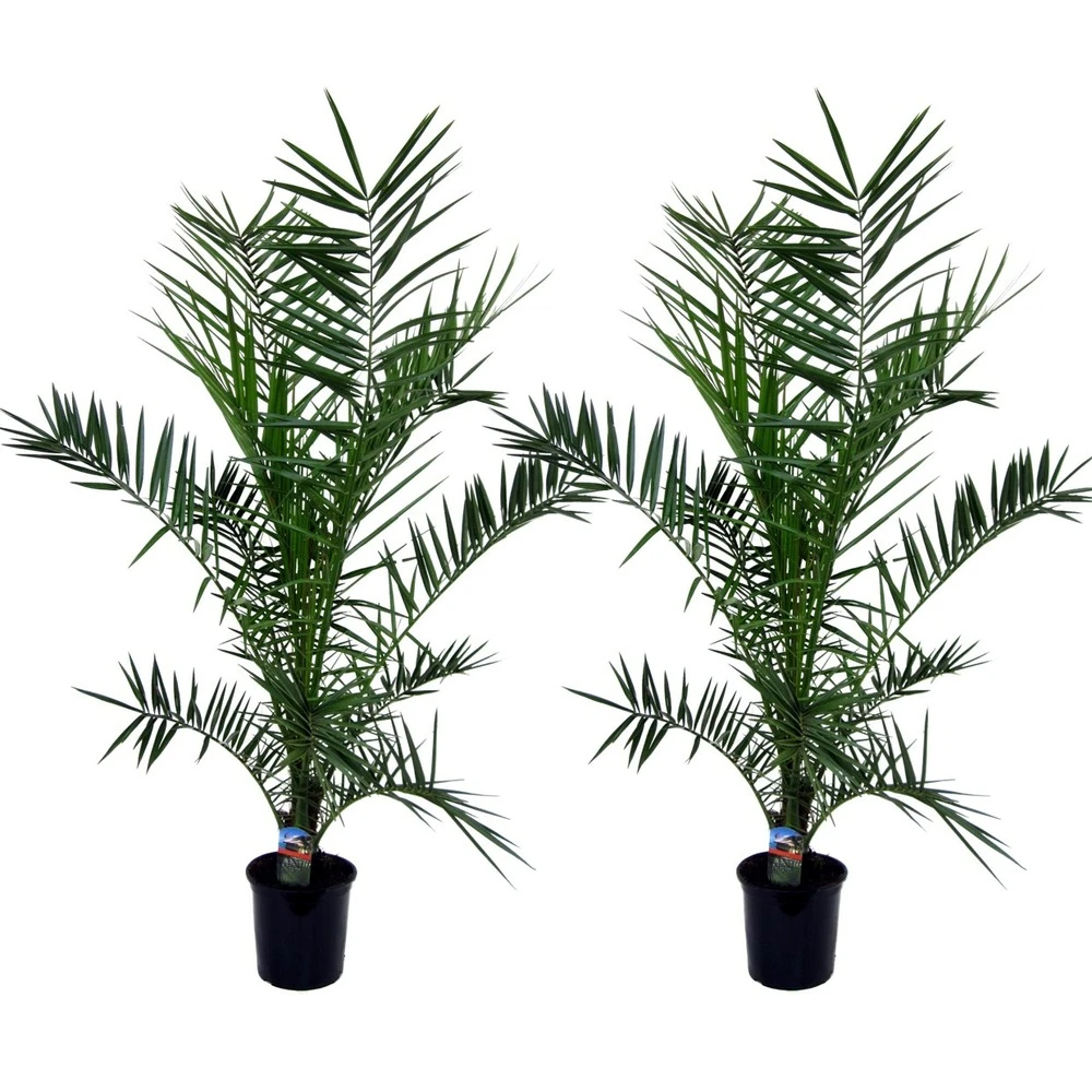 Phoenix Canariensis - Set De 2 - Palmier Dattier - Pot 19cm - Hauteur 80-100cm 3 Phoenix Canariensis - Set De 2 - Palmier Dattier - Pot 19cm - Hauteur 80-100cm