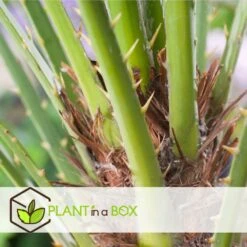 Chamaerops Humilis - Palmier Nain Européen - Pot 15cm - Hauteur 50-60cm -Terre et Verdure 6426d6145a0f53.14272979