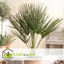 Chamaerops Humilis - Palmier Nain Européen - Pot 15cm - Hauteur 50-60cm -Terre et Verdure 6426d614684af9.65579280