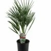 Chamaerops Humilis - Palmier Nain Européen - Pot 15cm - Hauteur 50-60cm -Terre et Verdure 6426d6146e4700.02204885