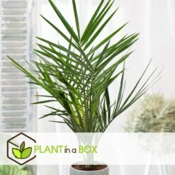 Phoenix Canariensis - Set De 4 - Palmier Dattier - Pot 15cm - Hauteur 50-60cm -Terre et Verdure 6426d6150590d7.01548877