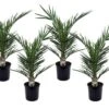 Phoenix Canariensis - Set De 4 - Palmier Dattier - Pot 15cm - Hauteur 50-60cm -Terre et Verdure 6426d61516ae60.45818653