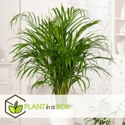 Dypsis Lutescens - Areca Gold Palm - Pot 17cm - Hauteur 60-70cm -Terre et Verdure 6426d615b08ea6.01521839