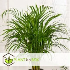 Dypsis Lutescens - Areca Gold Palm - Pot 17cm - Hauteur 60-70cm -Terre et Verdure 6426d615bae732.49769553