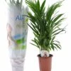 Dypsis Lutescens - Areca Gold Palm - Pot 17cm - Hauteur 60-70cm -Terre et Verdure 6426d615bf8ae5.86870693