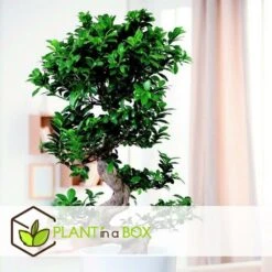Ficus Ginseng S-shape - Japonaise Bonsai - Pot 20cm - Hauteur 55-65cm -Terre et Verdure 6426d635491757.30711161