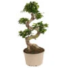 Ficus Ginseng S-shape - Japonaise Bonsai - Pot 20cm - Hauteur 55-65cm -Terre et Verdure 6426d635584568.95618391
